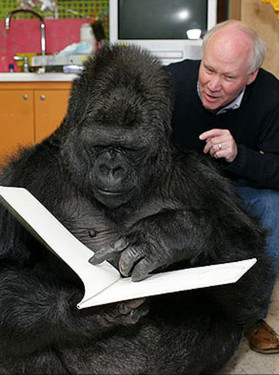 Koko studying sketches with Richard Stone