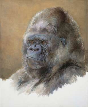 A portrait of Koko the Gorilla