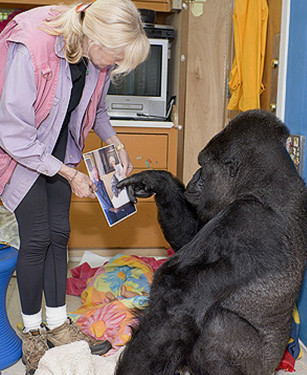 Dr Patterson, Koko and a photo of her portrait