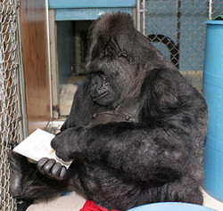 Koko sketching one of her favourite toys